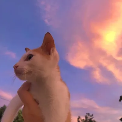 ฟ้าของนอนอ profile