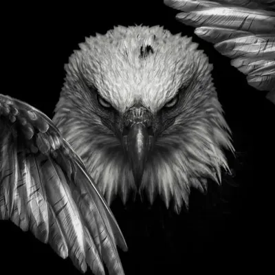 Mandeep Hans 🦅 profile