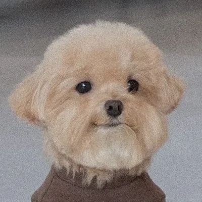 말티푸 동구🧸 profile