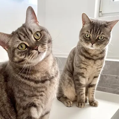 2 Cats 2 Katzen Petfluencer / Catfluencer profile