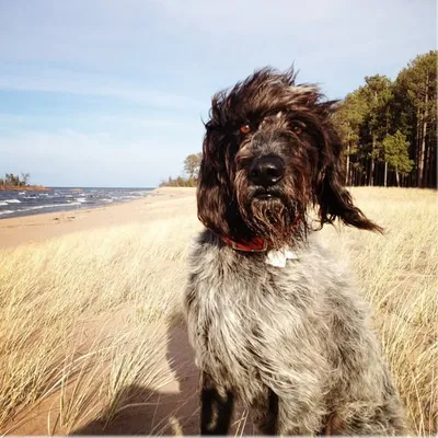 3 Bird Dogs Living in Paradise profile