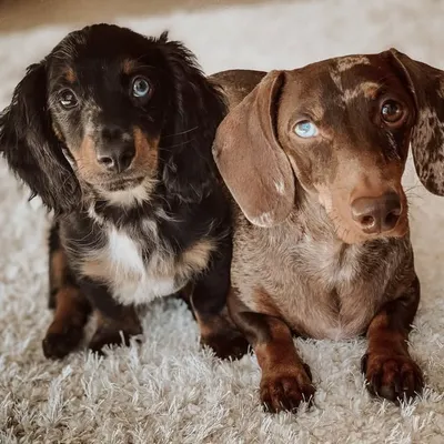 Cookie & Oreo profile