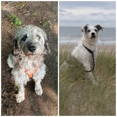 Hunde & Mama-Blog profile