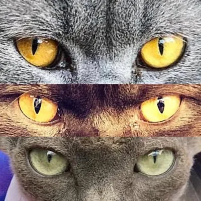 Pepper, Cozmo and Ninja ๐ป๐ฝ๐ธ profile