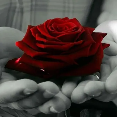 2 Line Shayari profile
