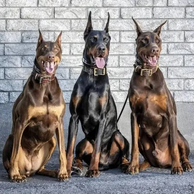 Ruby•Prince•Damon | Dobermans profile