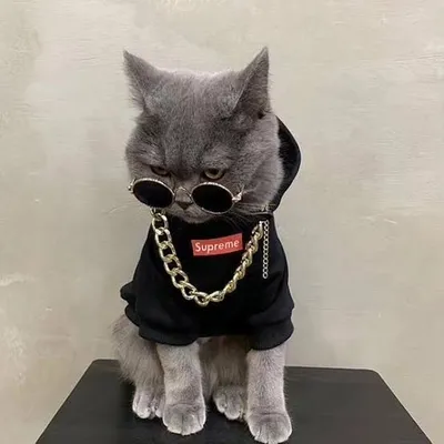 ๐๐ฝ๐ฎ๐ผฬง profile