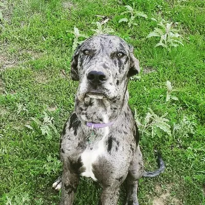 Great Danes and a Kelpie profile
