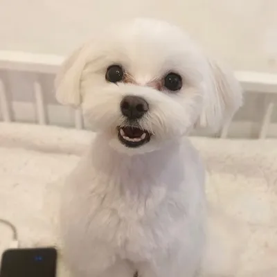 66 Liuliu profile