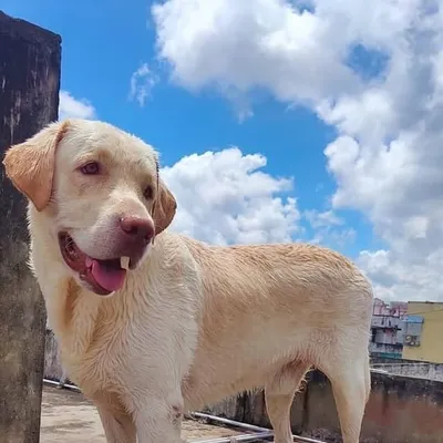 Mr.Tony the vizag dog 🇮🇳
