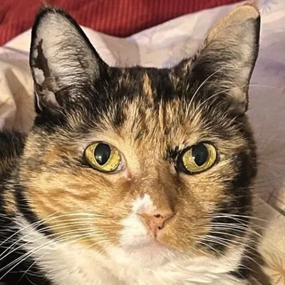 Baby Cake aka Venus de Milo profile