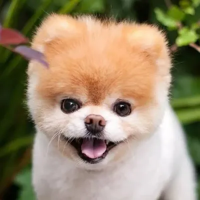 CUTE DOGS profile