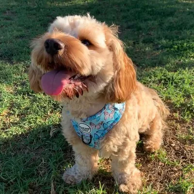 Toby-Wan Kenobi profile