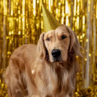 Archie 🦆 The Golden Retriever profile