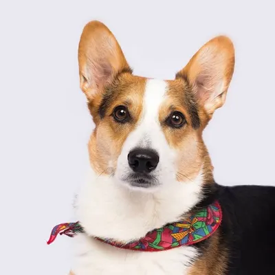 Barkinu profile