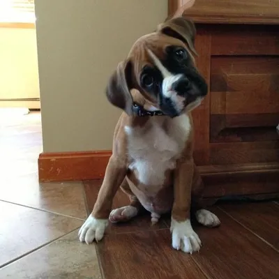 🐶Boxer World🐶 profile