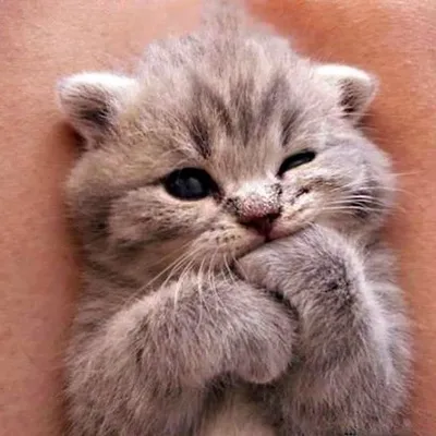 British Shorthair Cats profile