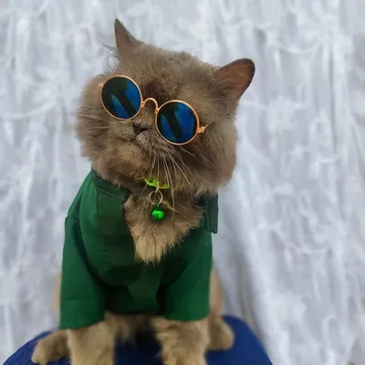 it'sme Cat profile
