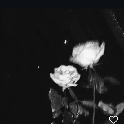 ~๐ช๐๏ธ profile