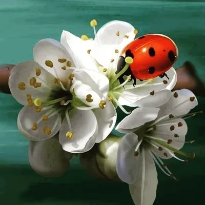 🐞fariba profile