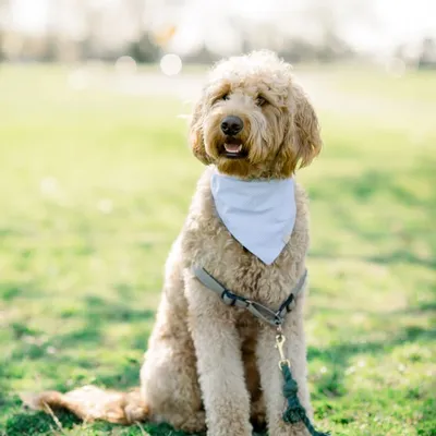 Finnegan The Goldendoodle 🐾 profile