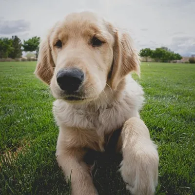 SCOOBY | The Golden Retriever profile