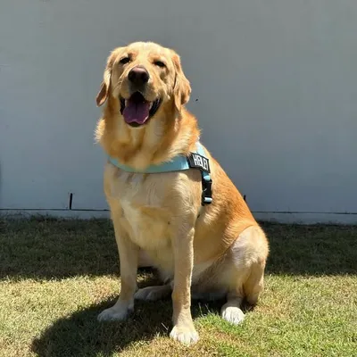 Henley the Golden Lab profile