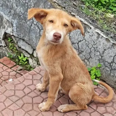 hero with fur profile