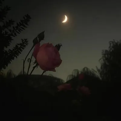 🎀simiikimm🎀 profile