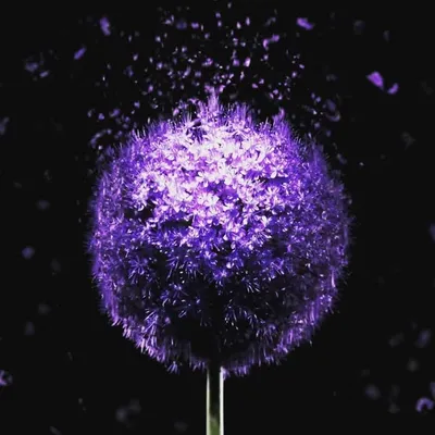 vaccant profile