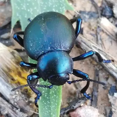 Insectes de Mallorca profile