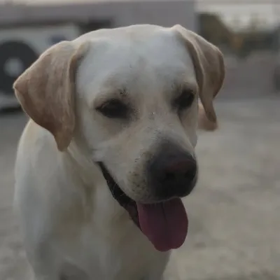 Jacky profile