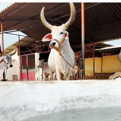 Jay Gaumata profile