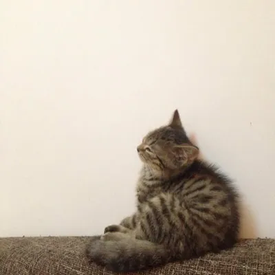 profile
