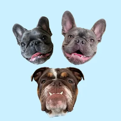 Kobe, Kiwi, & Gigi profile