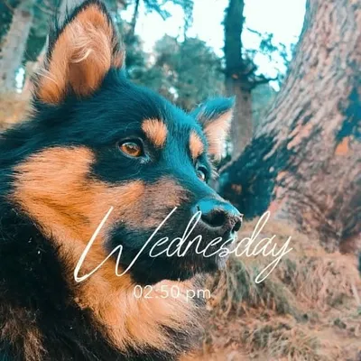 laknu profile