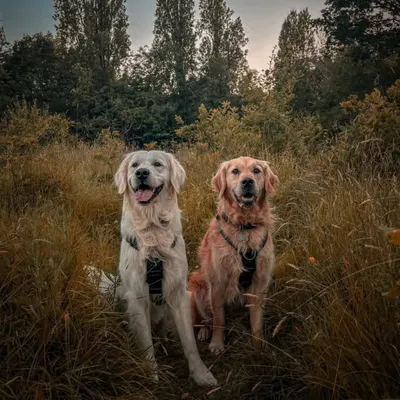 Luka & Enzo profile