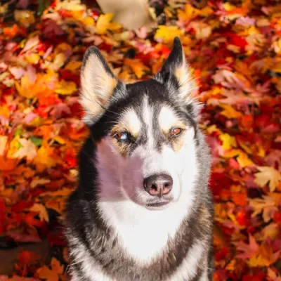 Maya The Husky profile