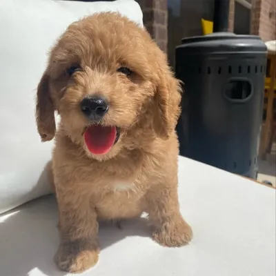Milo Doodle profile