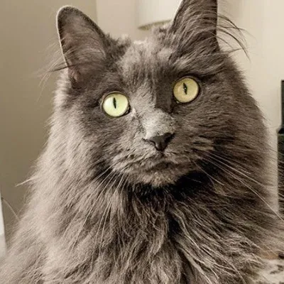 Mr Blue profile