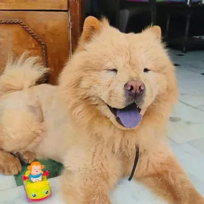 BUDDY THE CHOW profile