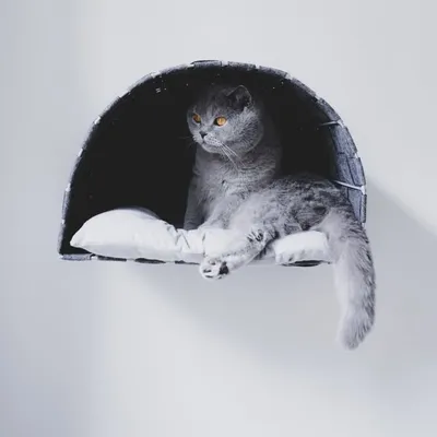 ONLY MILK • Team de chats profile