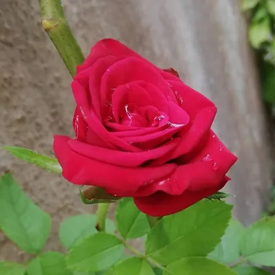 Love Towards Passion profile