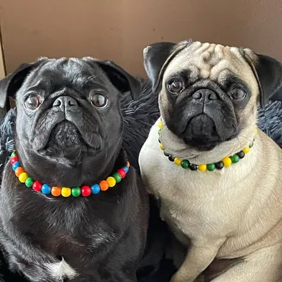 Frida & Elli profile