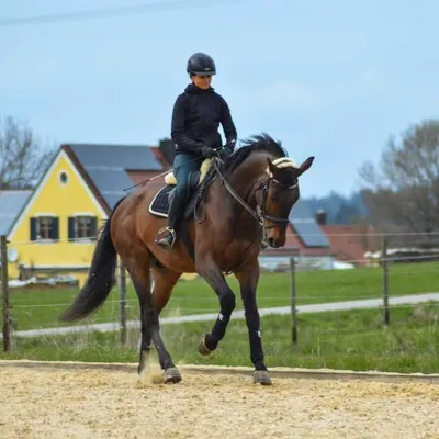 Horses and more ๐ค profile