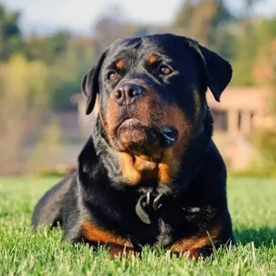 ROTTWEILER profile