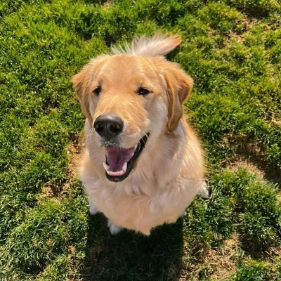 whiskey the golden retrieverš¶ profile