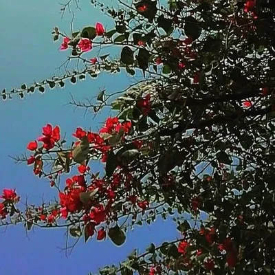 soni profile