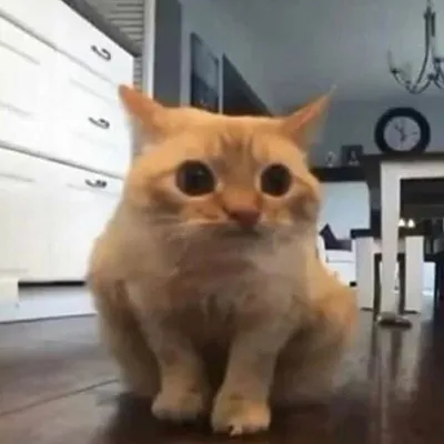 Spoingus profile