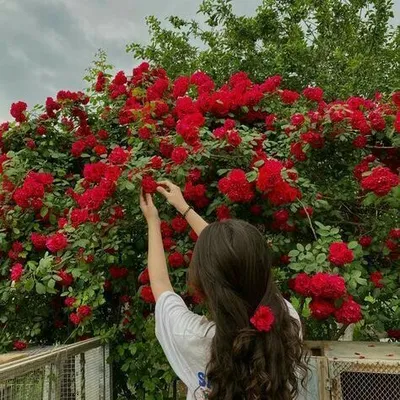 Tanuja 🌸🩷 profile